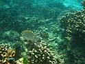 Similan (103)